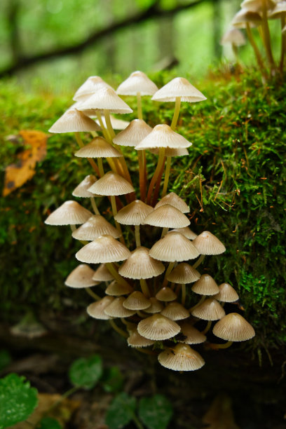agaric