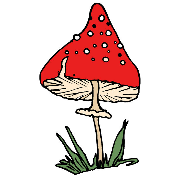 蘑菇速写画
