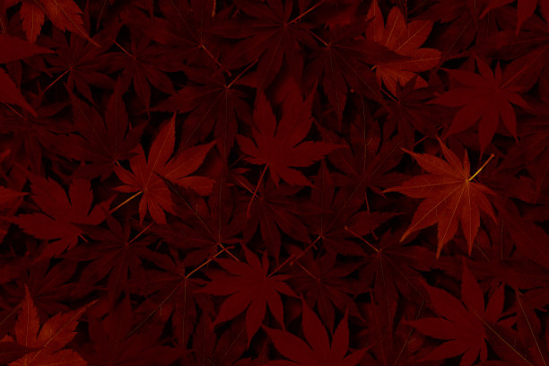 枫叶背景