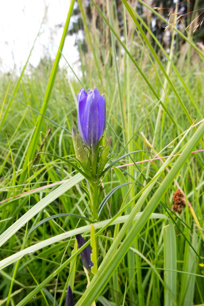 gentian