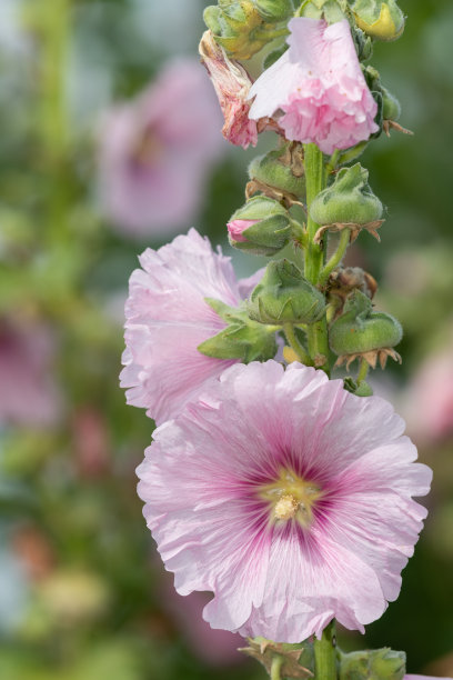 stockrose