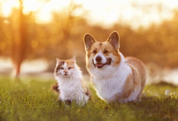 pet