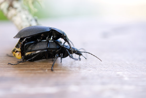 beetles