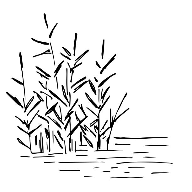 reed