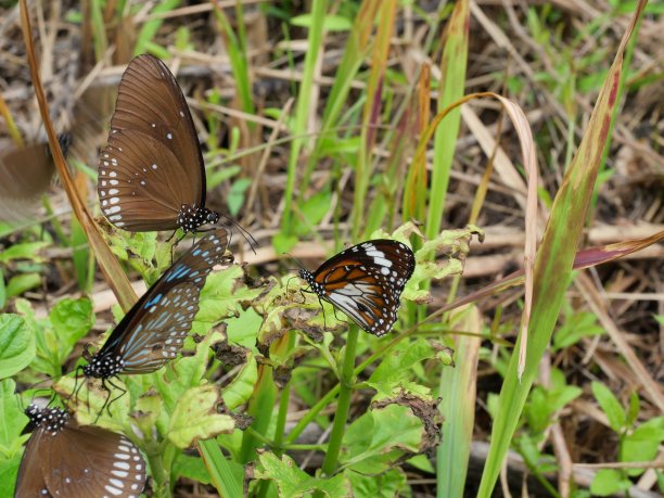 danaus