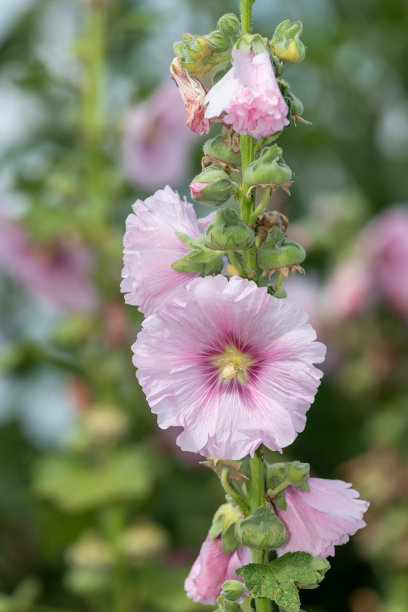 stockrose