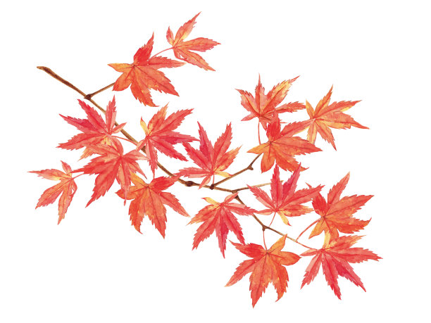 maple
