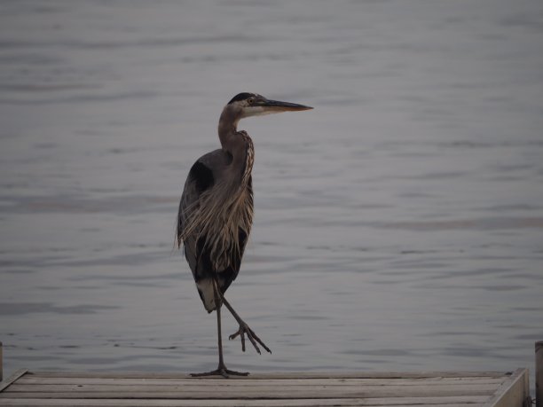 egretta