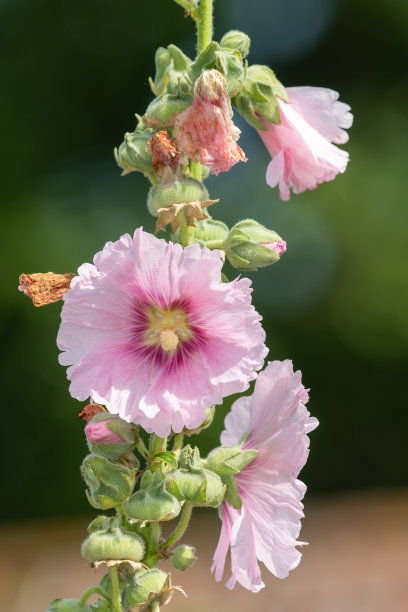stockrose