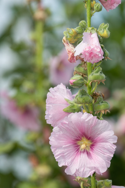 stockrose