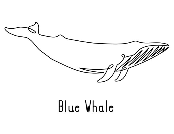 野生动物,哺乳纲,蓝鲸
