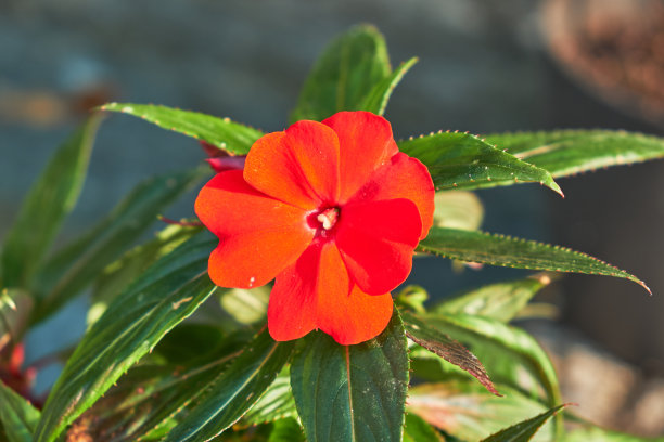 impatiens