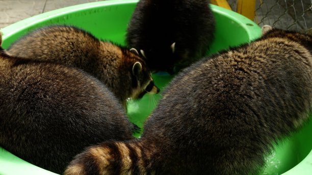 captivity