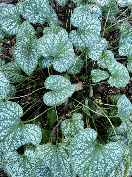 brunnera