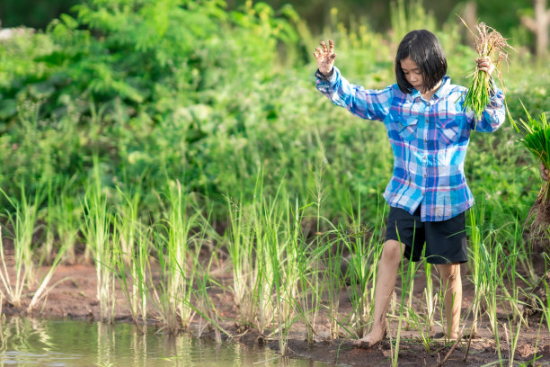水稻种植