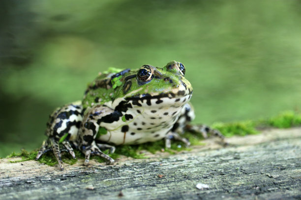 dendrobates
