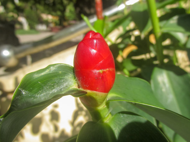 costus