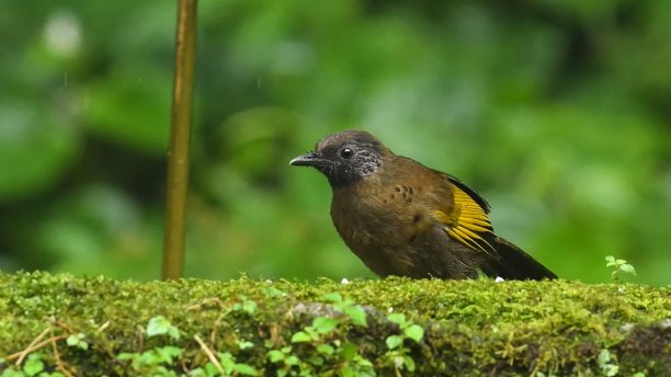 laughingthrush