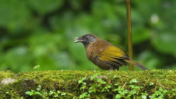 laughingthrush