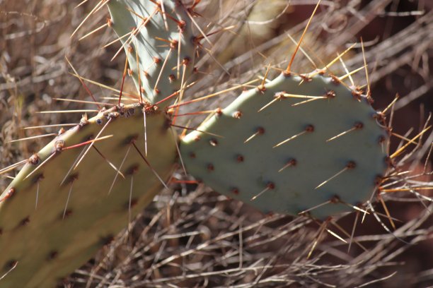 saguaro