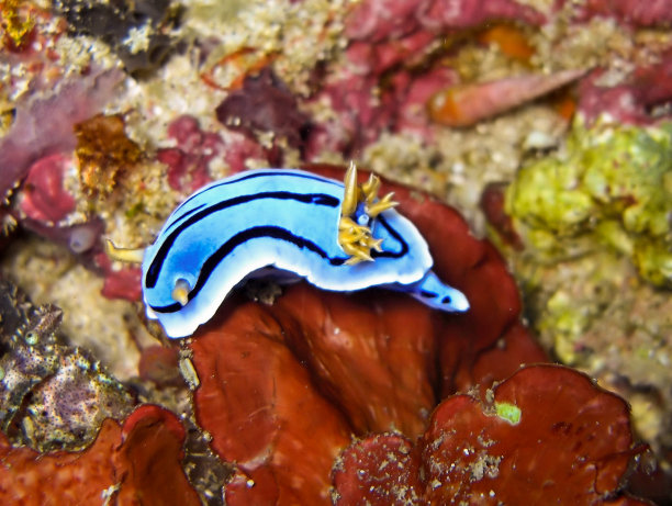 mollusk
