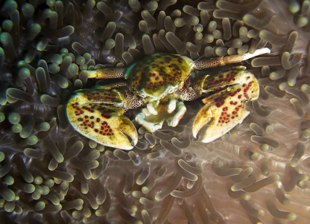 crustacean