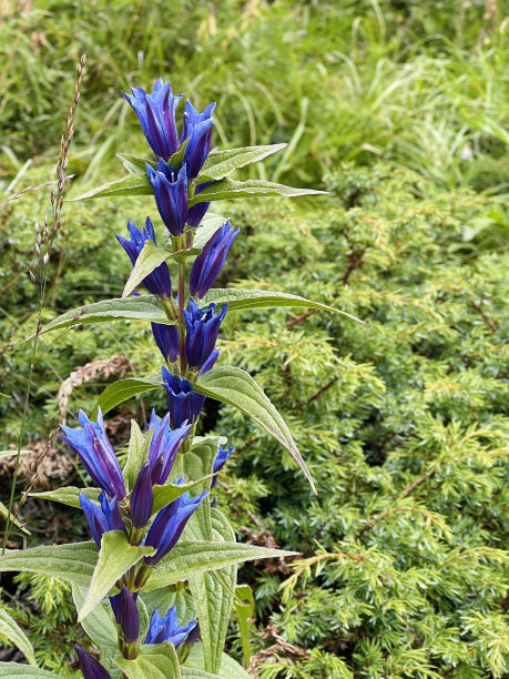 gentian