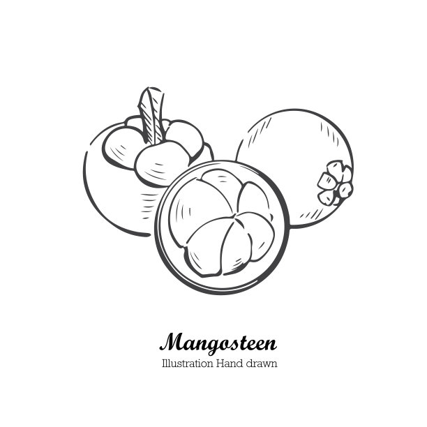 山竹包装插画