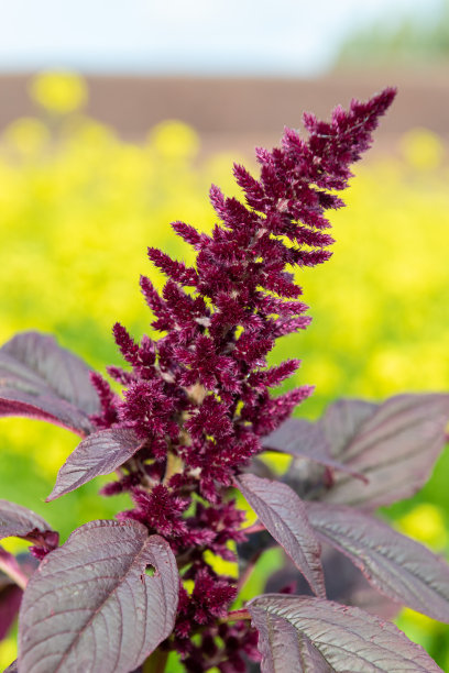 gomphrena