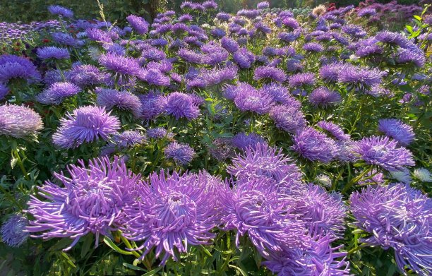 aster