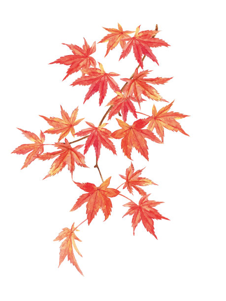 maple