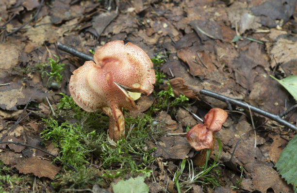 cortinarius