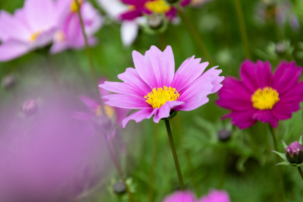 calliopsis