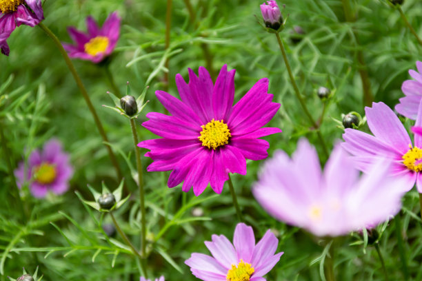 calliopsis