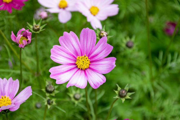 calliopsis