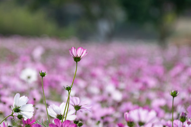 calliopsis