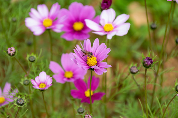 calliopsis