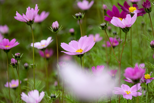 calliopsis