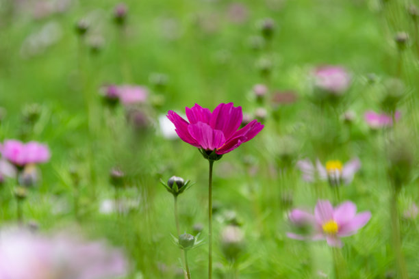 calliopsis