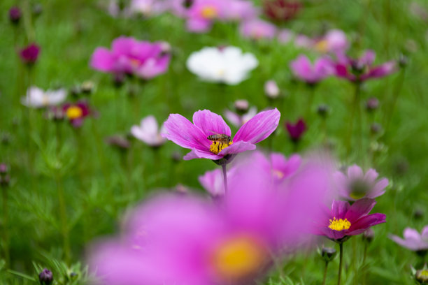 calliopsis