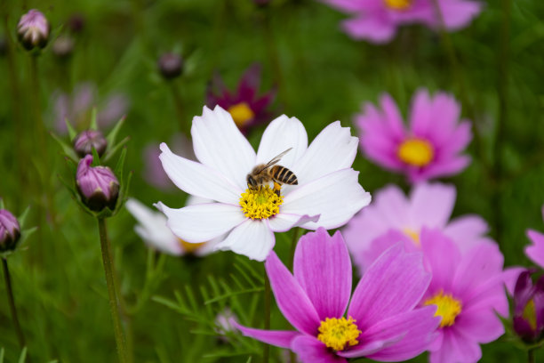 calliopsis
