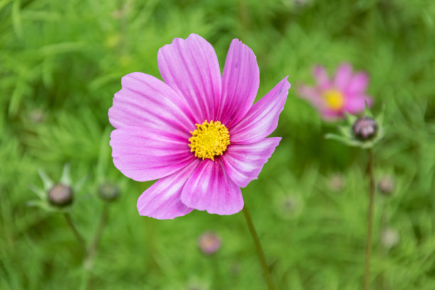 calliopsis