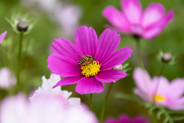 calliopsis