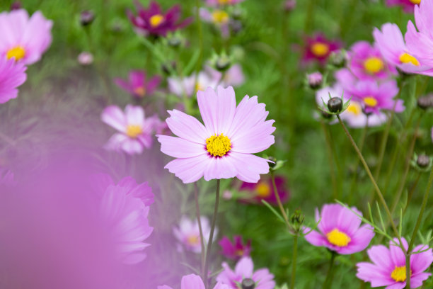 calliopsis