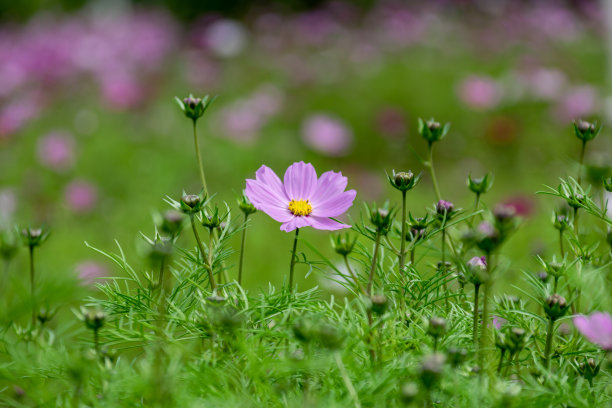 calliopsis