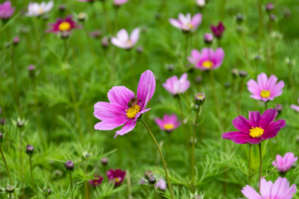 calliopsis