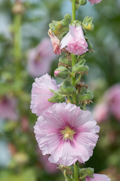 stockrose