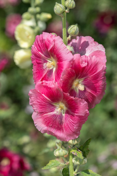 stockrose