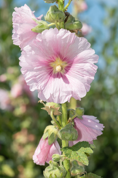 stockrose