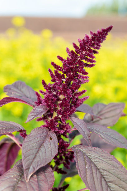 gomphrena